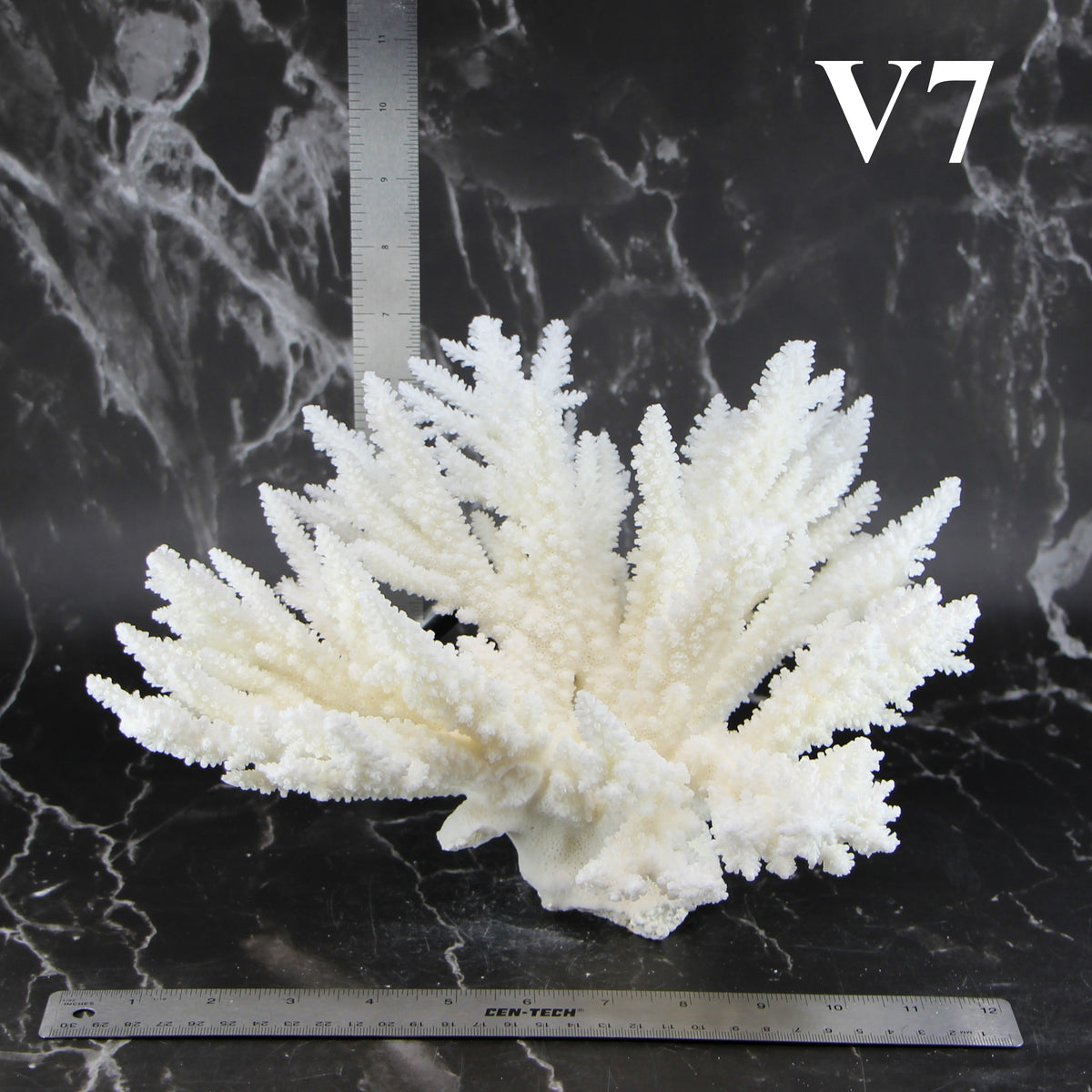 Branch Coral 12-14"