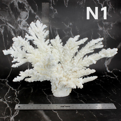 Branch Coral 12-15"