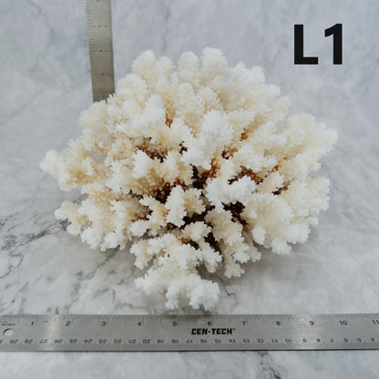 Brownstem Coral 12-14"