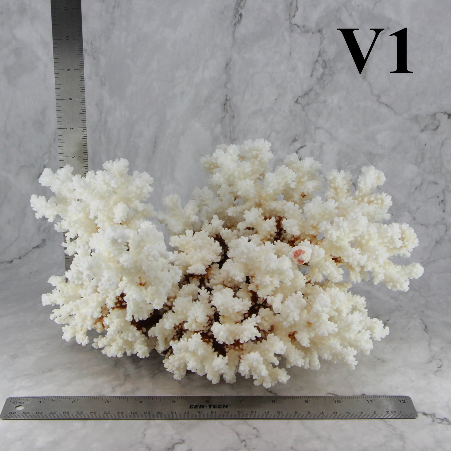 Brownstem Coral 12-14"