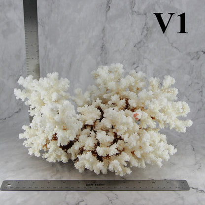 Brownstem Coral 12-14"