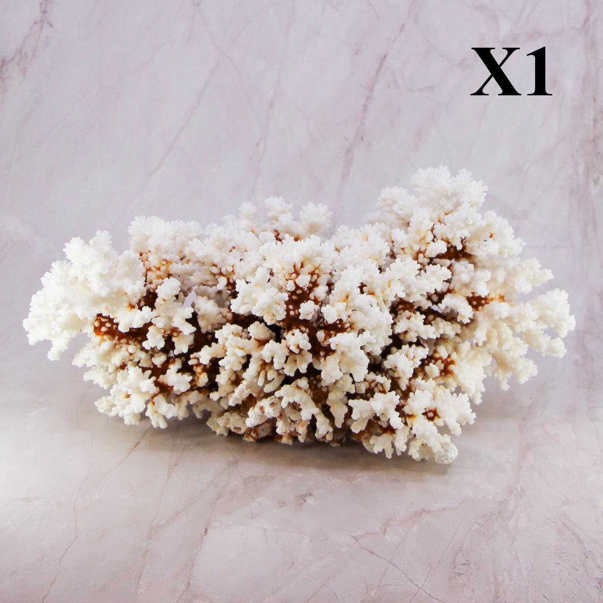 Brownstem Coral 12-14"