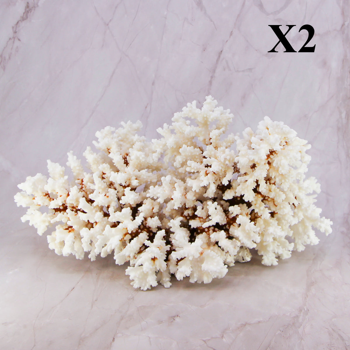 Brownstem Coral 12-14"
