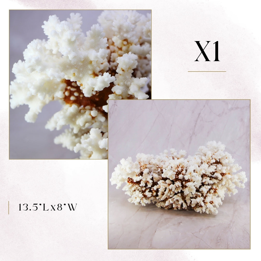 Exclusive Coral Drops | Week 2