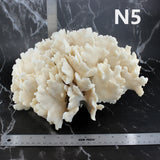 Cactus Coral 12-14"
