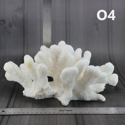 Catspaw Coral 12-14"