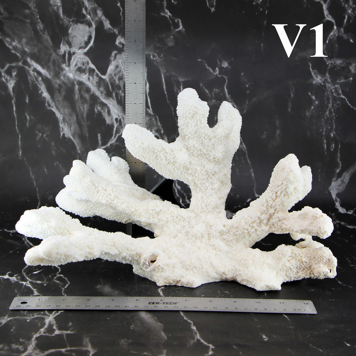 Catspaw Coral 12-14"