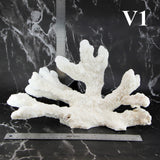 Catspaw Coral 12-14"