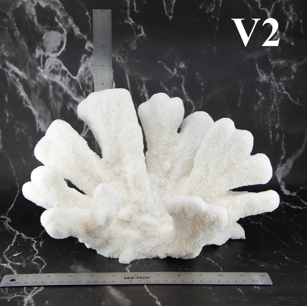 Catspaw Coral 12-14"