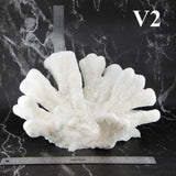 Catspaw Coral 12-14"