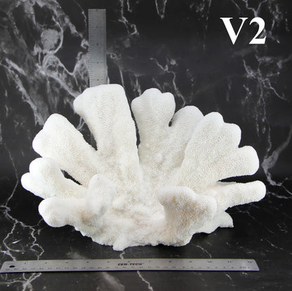 Catspaw Coral 12-14"