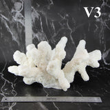 Catspaw Coral 12-14"