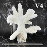 Catspaw Coral 12-14"