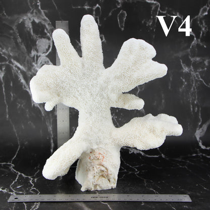 Catspaw Coral 12-14"