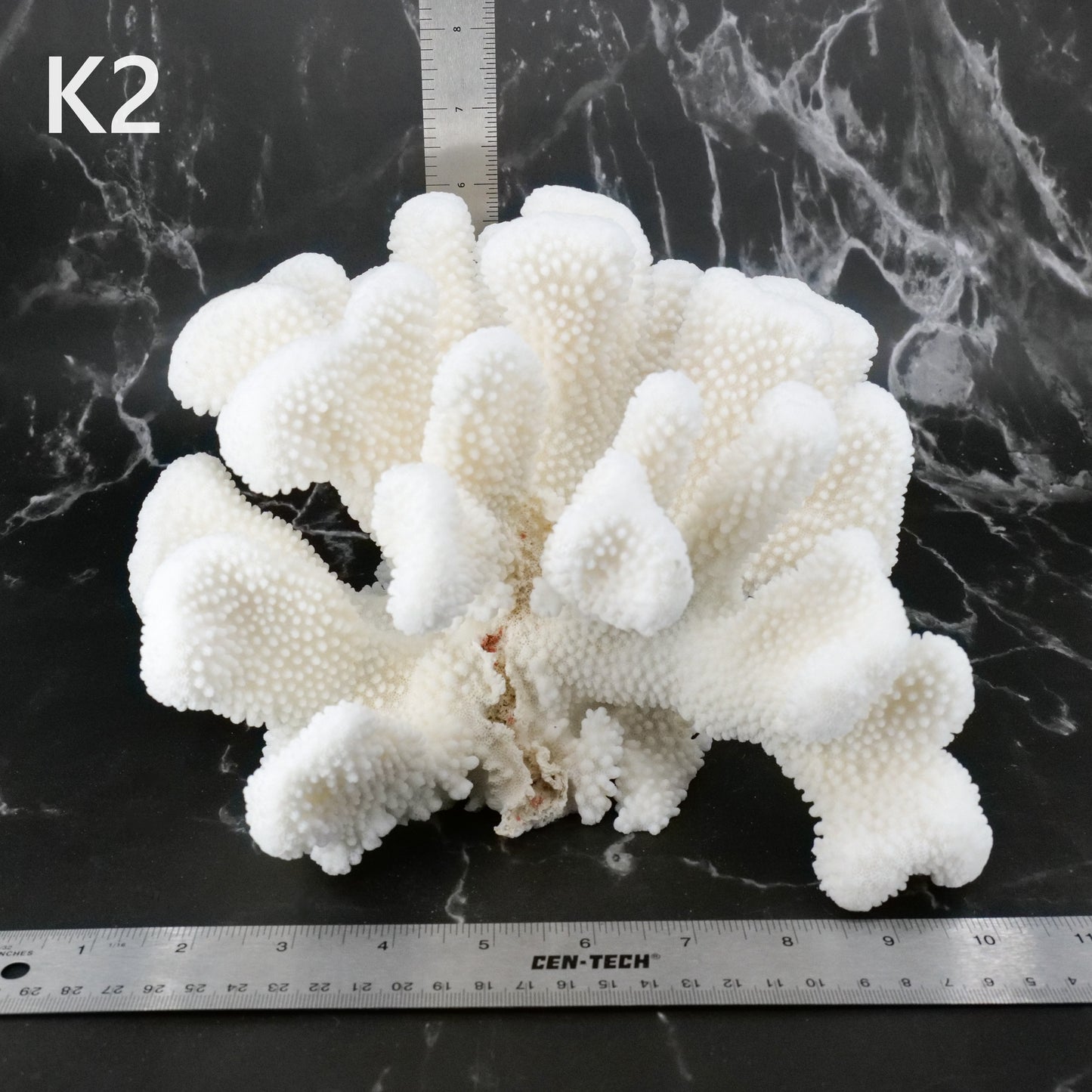 Cauliflower Coral 12-14"