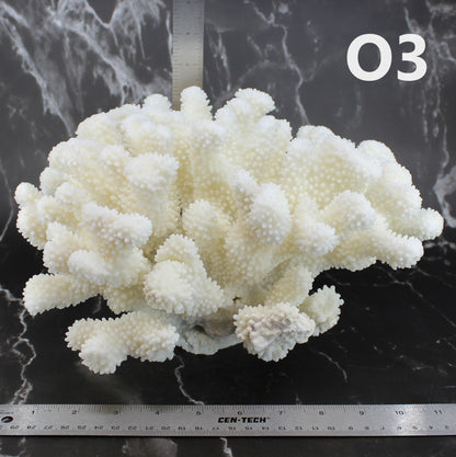 Cauliflower Coral 12-14"