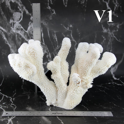 Cauliflower Coral 12-14"