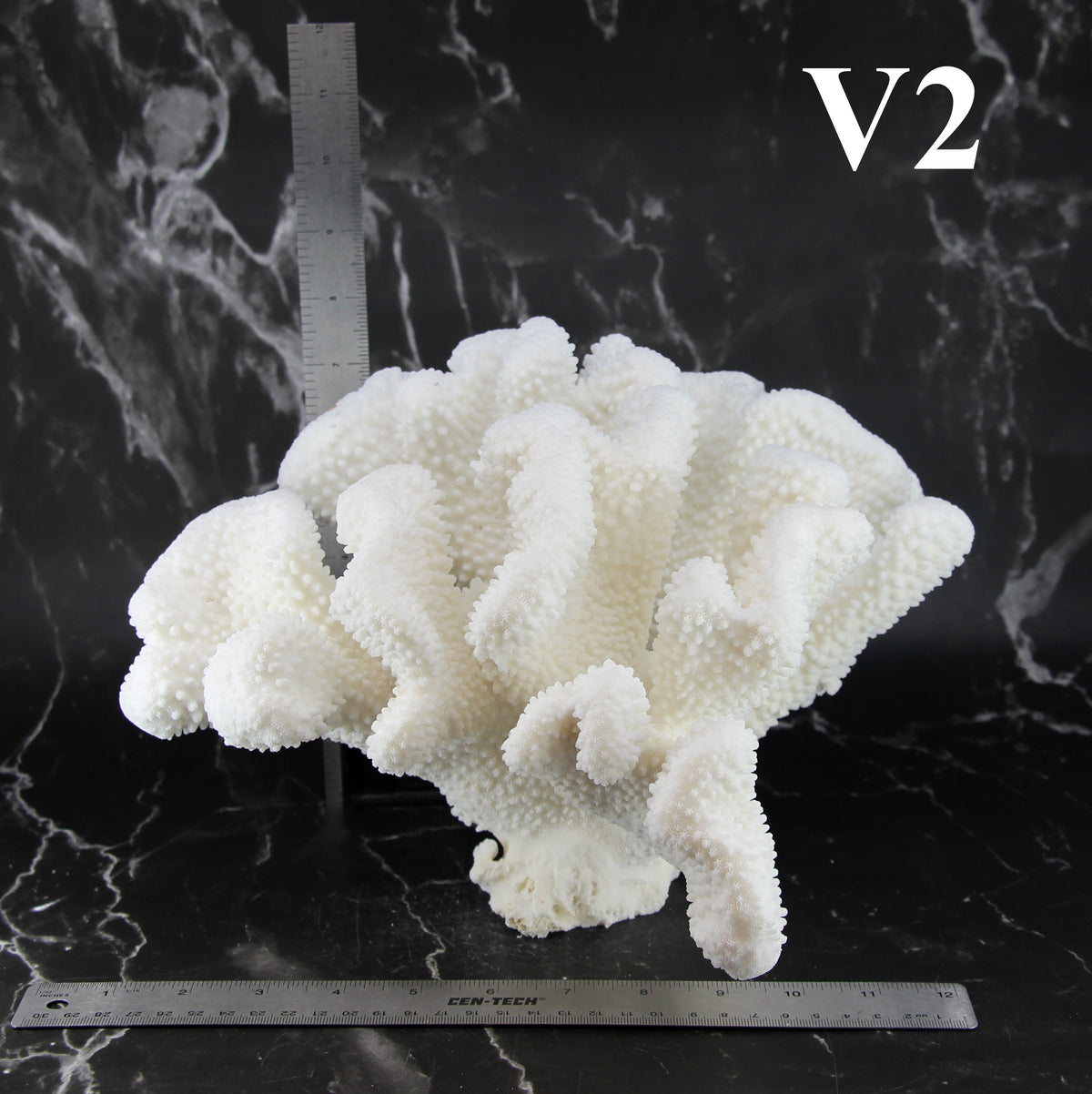 Cauliflower Coral 12-14"