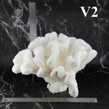 Cauliflower Coral 12-14"