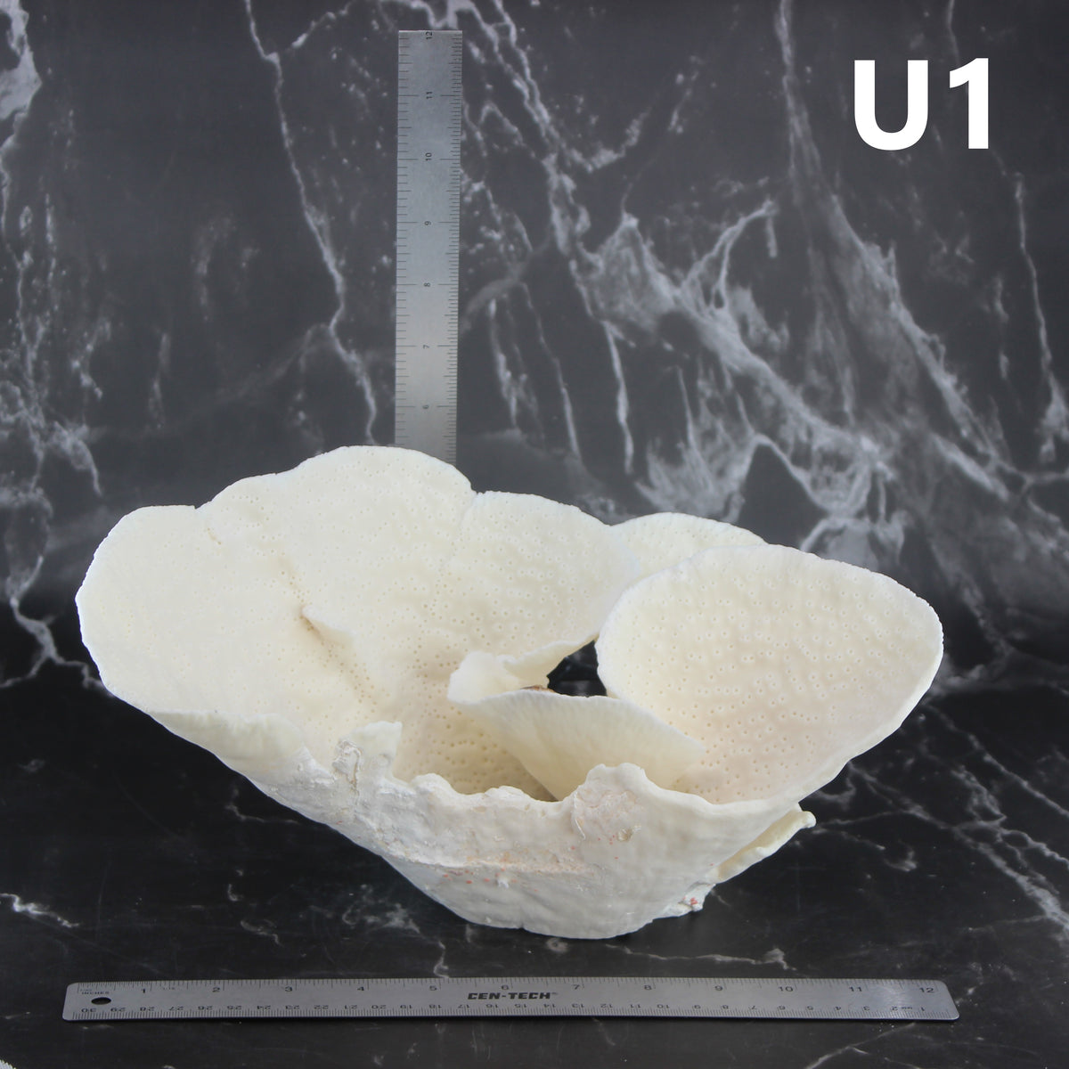 Cup Coral 12-14"