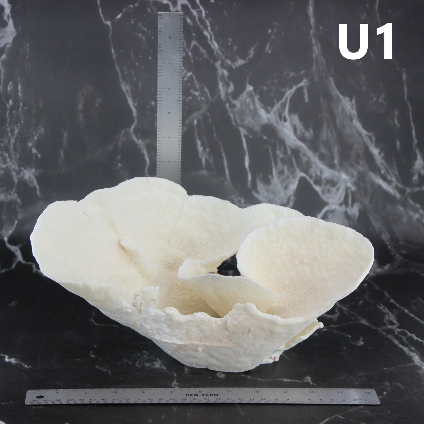 Cup Coral 12-14"