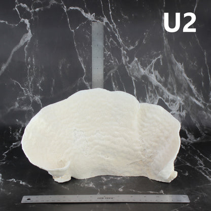 Cup Coral 12-14"