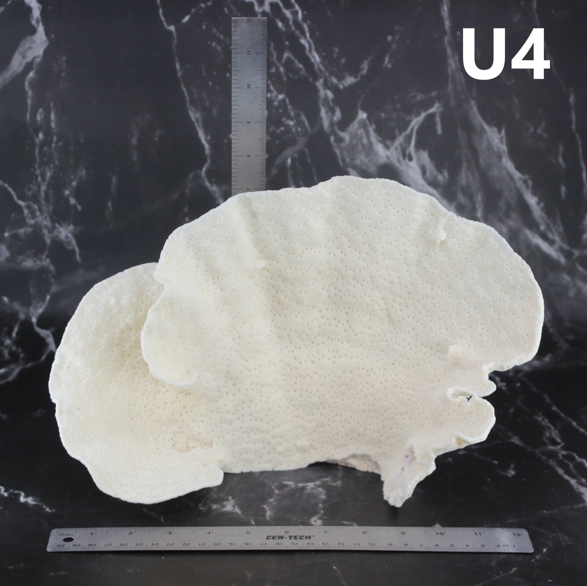 Cup Coral 12-14"
