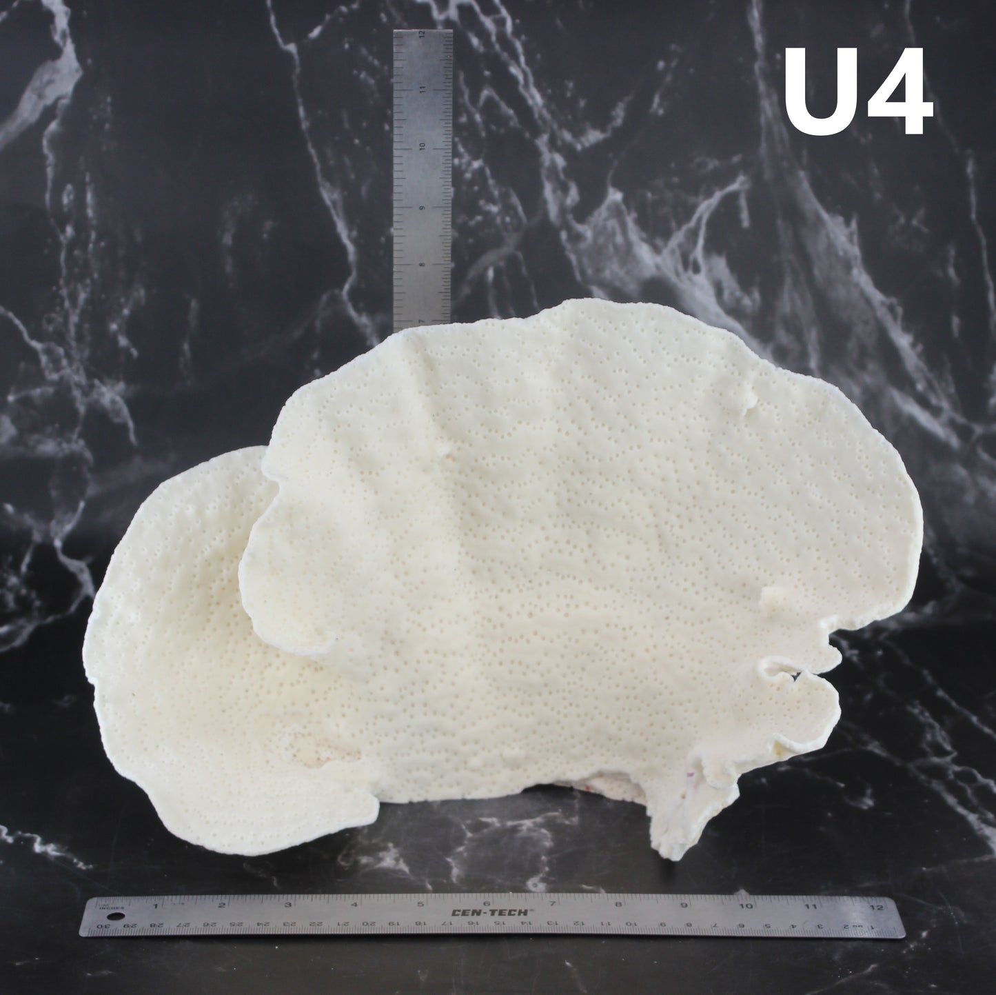 Cup Coral 12-14"