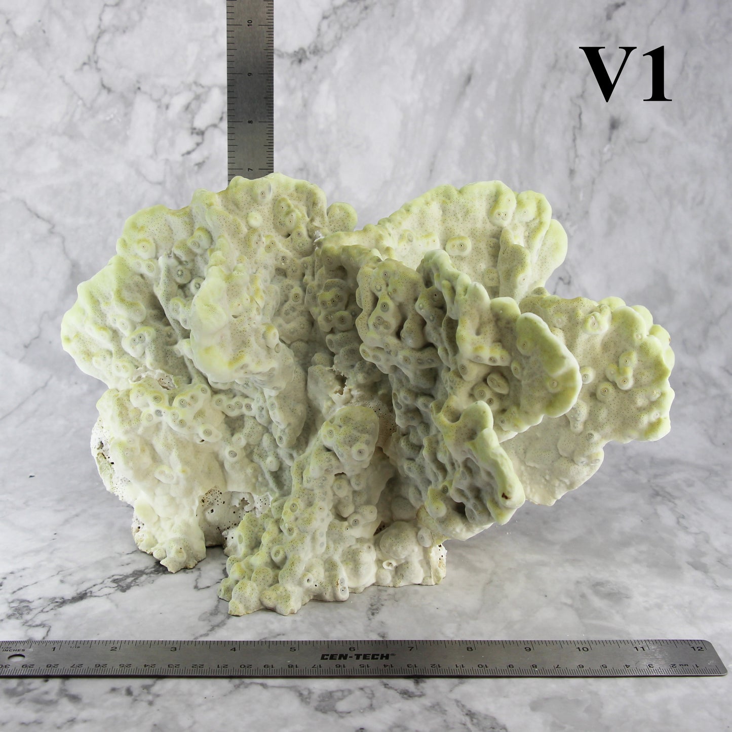 Fire Slab Coral 12-14"