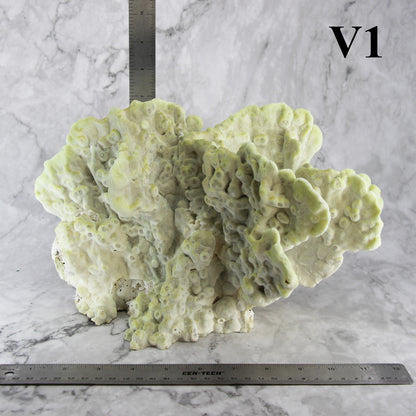 Fire Slab Coral 12-14"