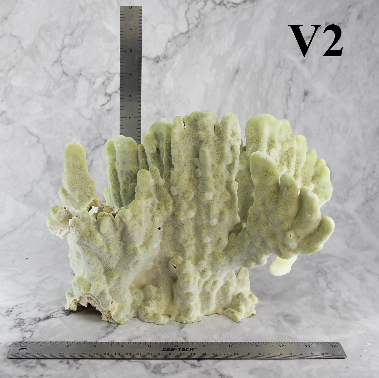 Fire Slab Coral 12-14"