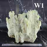 Fire Slab Coral 12-14"
