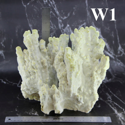 Fire Slab Coral 12-14"