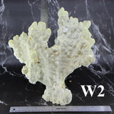 Fire Slab Coral 12-14"