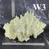 Fire Slab Coral 12-14"