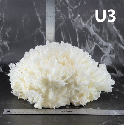 Lettuce Coral 12-14"