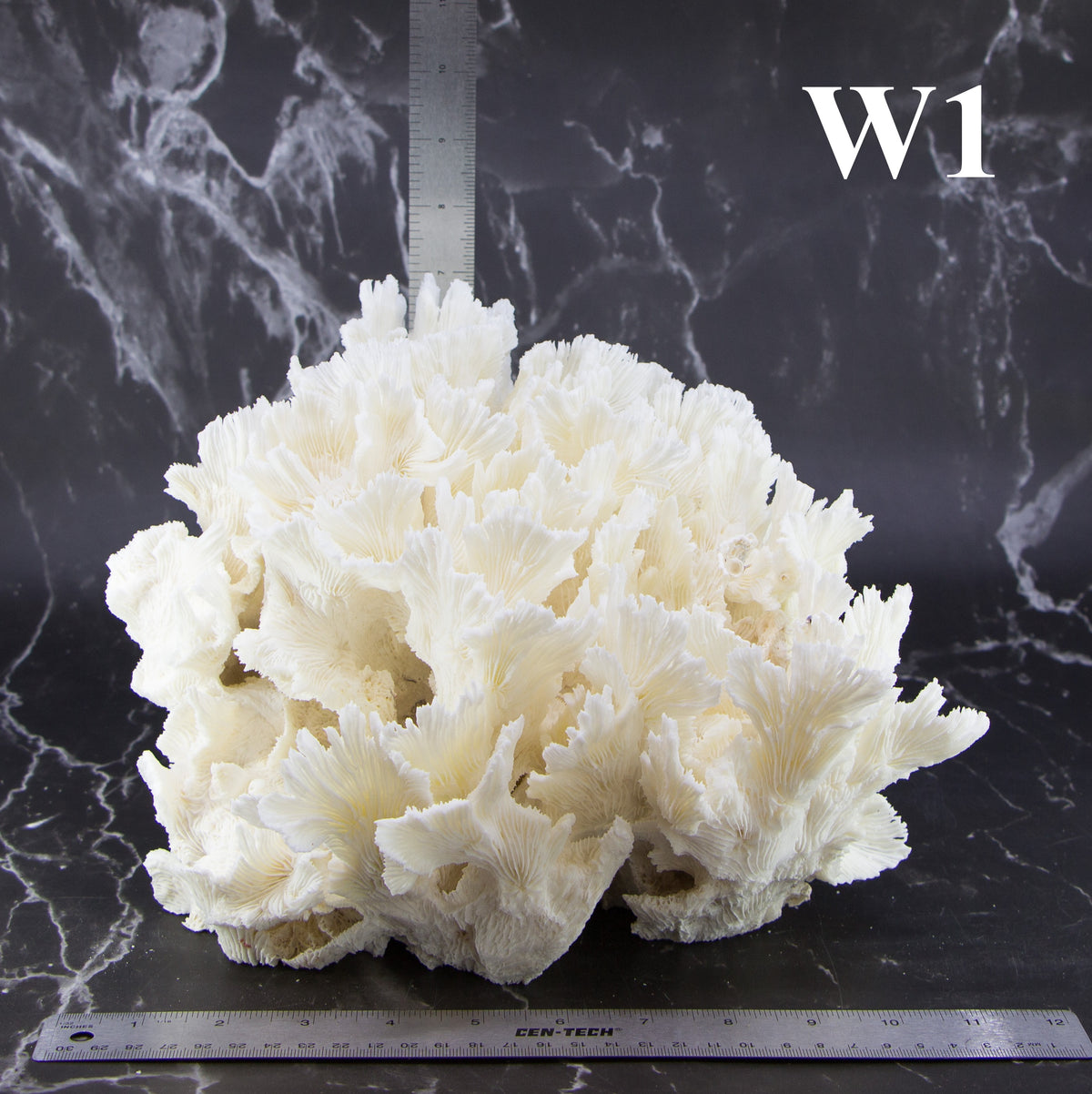 Lettuce Coral 12-14"