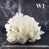 Lettuce Coral 12-14"