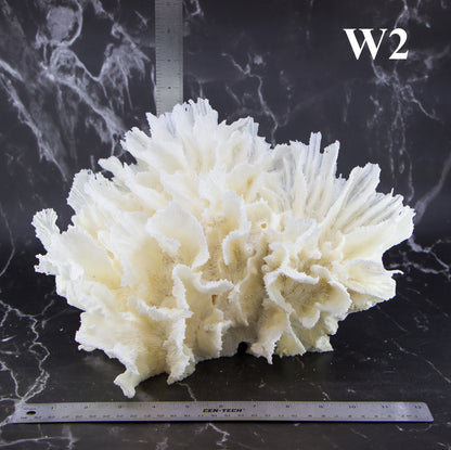 Lettuce Coral 12-14"