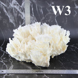 Lettuce Coral 12-14"