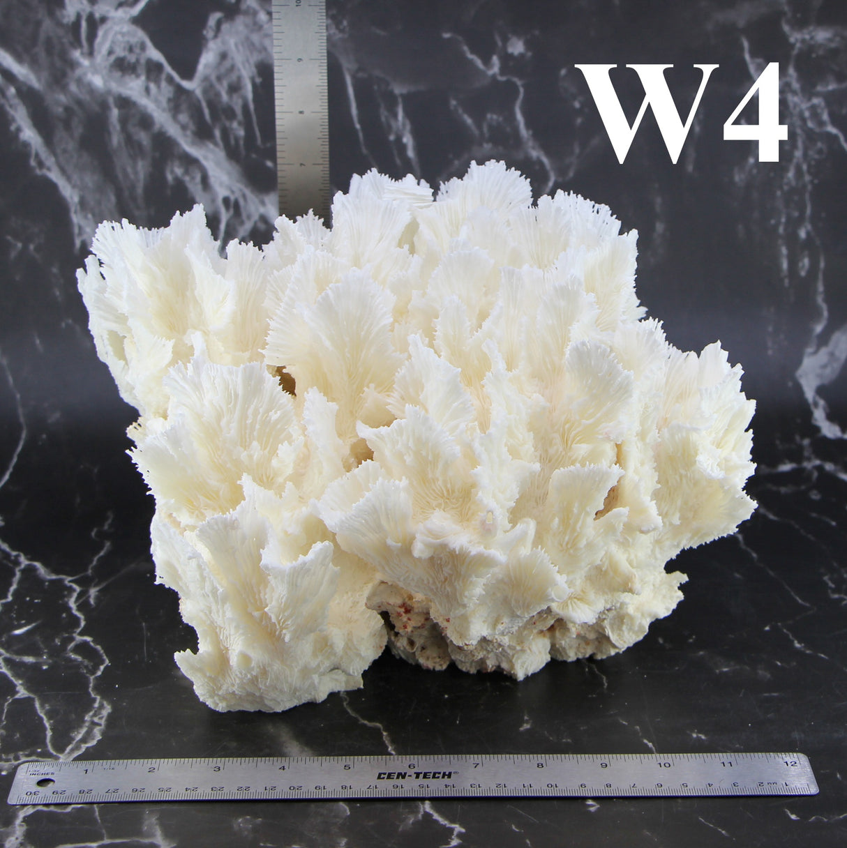 Lettuce Coral 12-14"