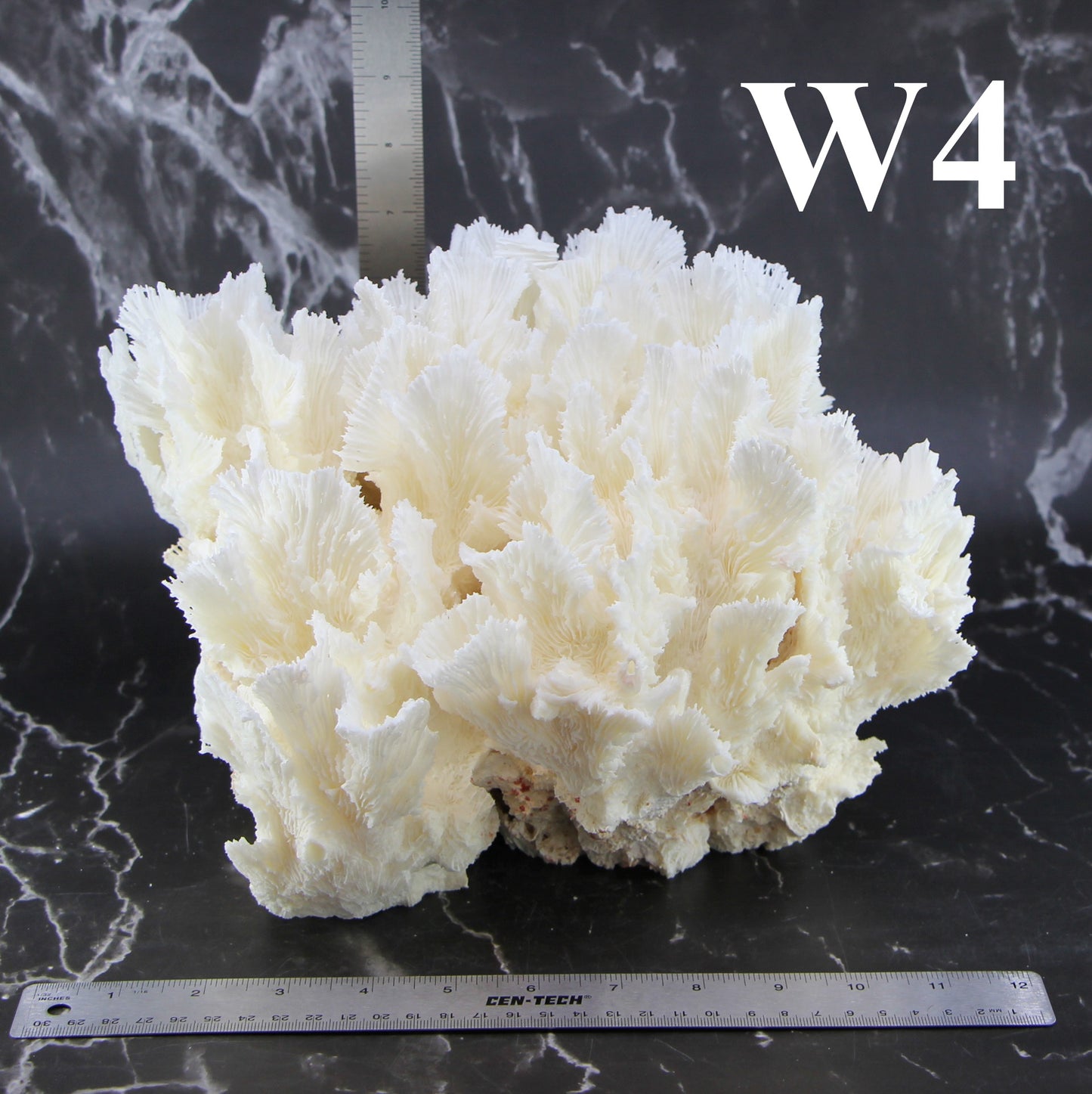 Lettuce Coral 12-14"