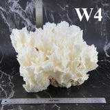 Lettuce Coral 12-14"