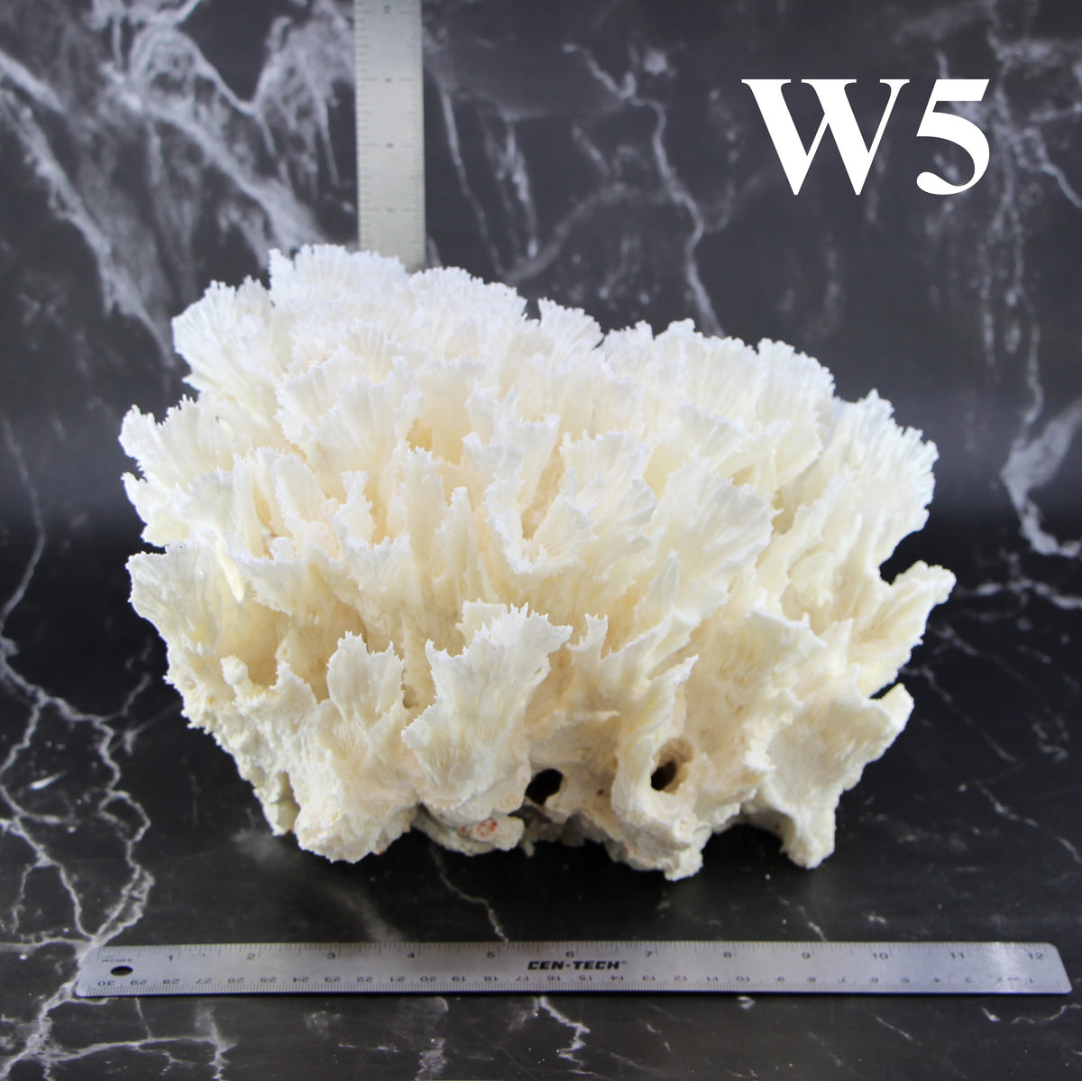 Lettuce Coral 12-14"