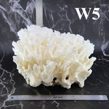 Lettuce Coral 12-14"