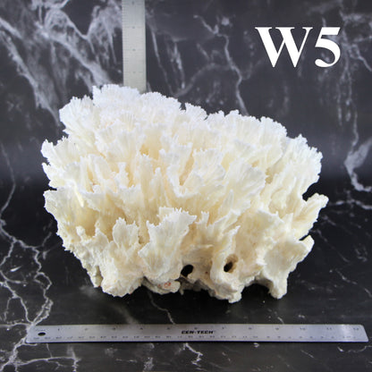 Lettuce Coral 12-14"
