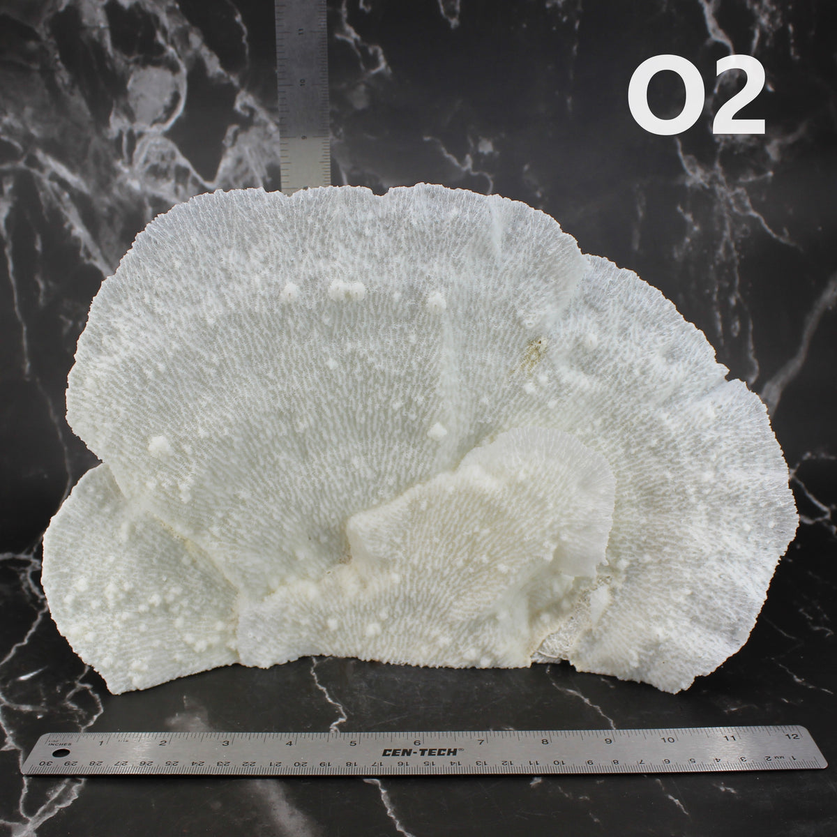 Star Merulina Coral 12-15"