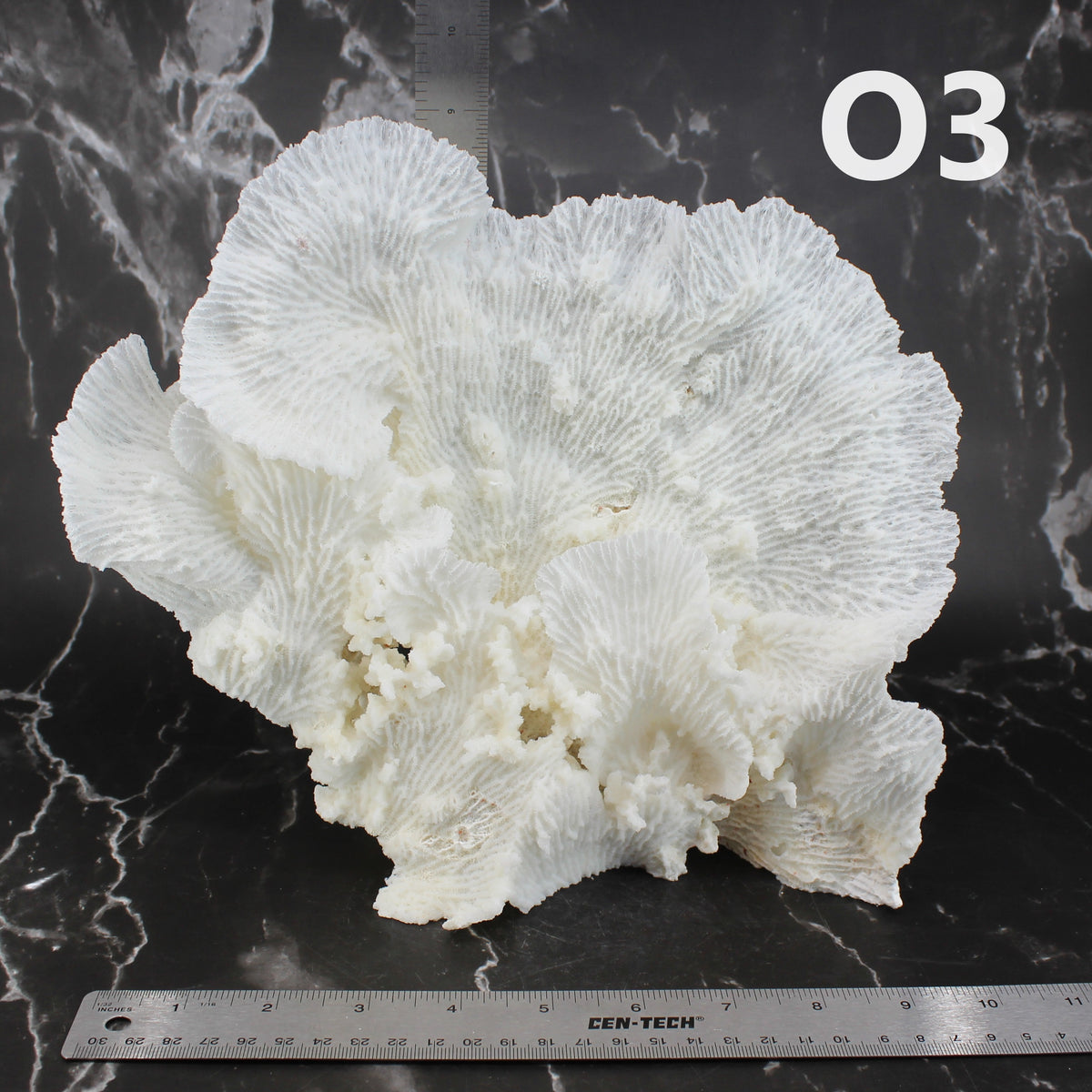 Star Merulina Coral 12-15"