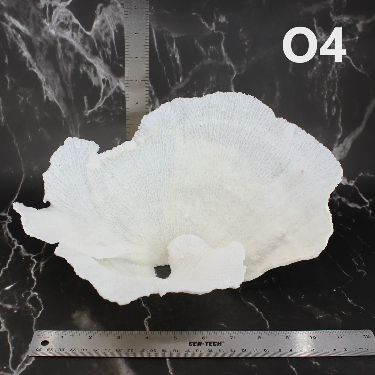 Star Merulina Coral 12-15"