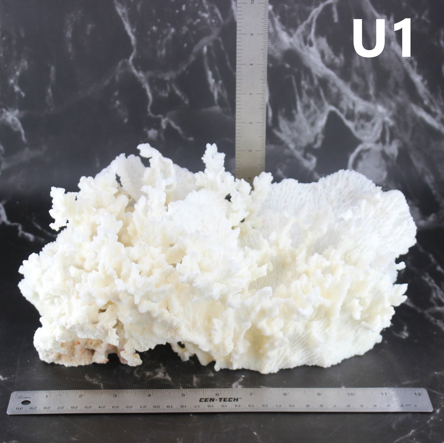 Merulina Coral 12-15"